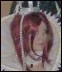 Groupe Trinity Blood